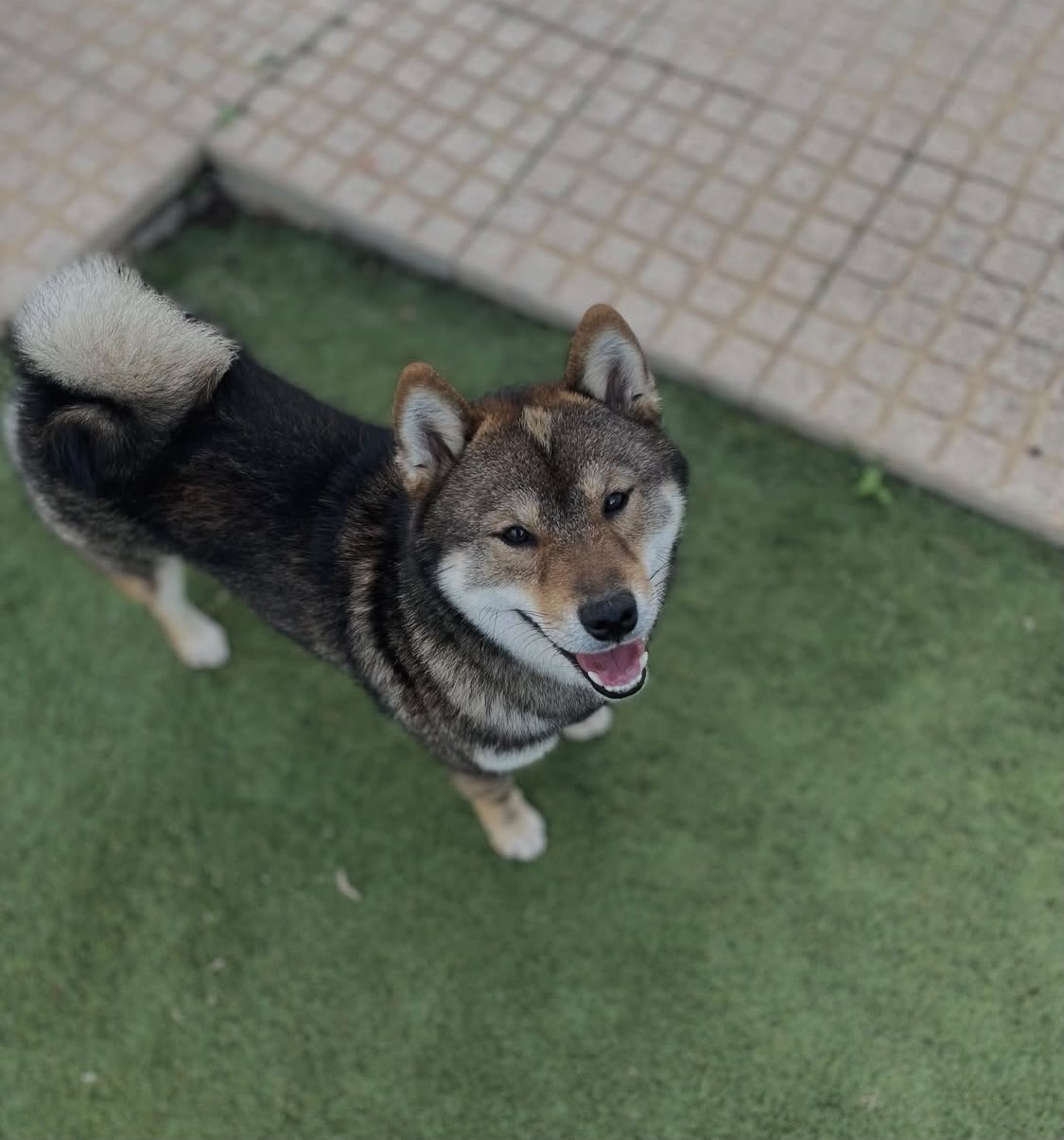 Cão feliz 1